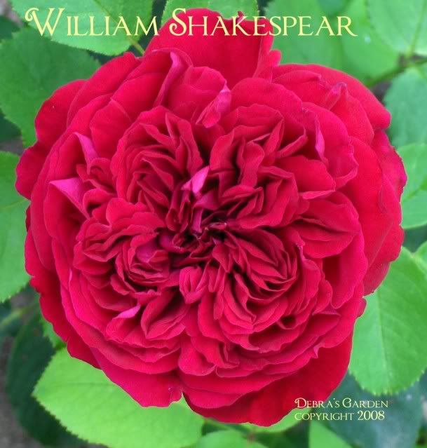 William Shakespear